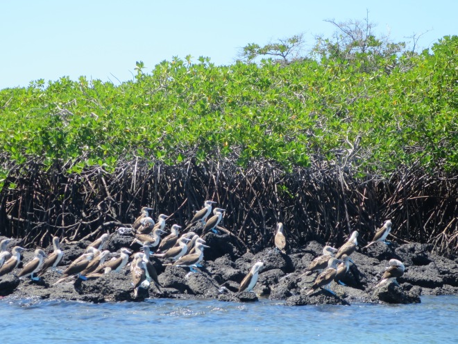 So many Blue-footed Boobies!